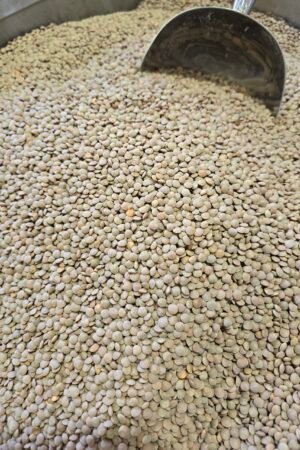 Black Lentils - 1 KG - عدس جبلي