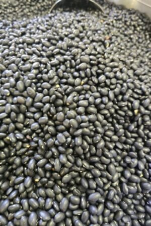 Black Feijoa Beans - 1 KG - فاجوم أسود