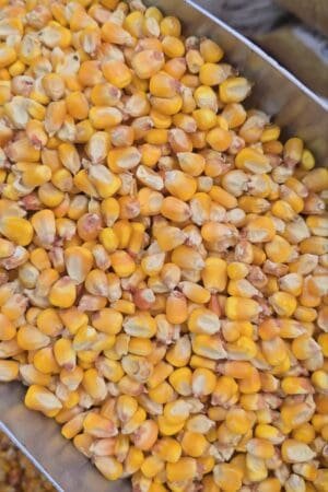 Dried Corn - 1 KG - ذرة بلديّة للسلق